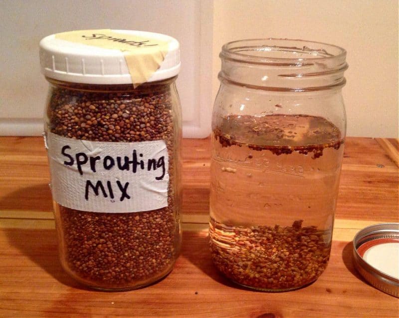 sprouting seeds