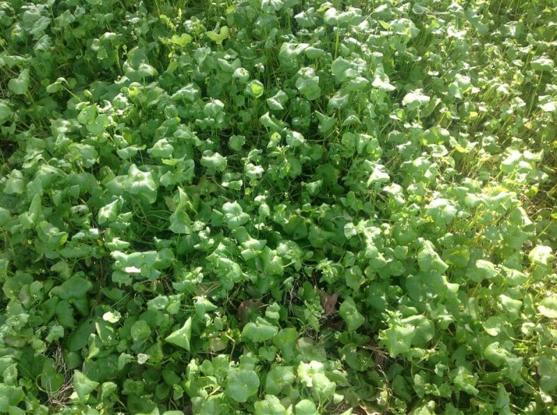 miner's lettuce