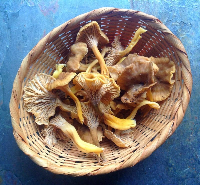 foraged yellowfoot chanterelles in a basket