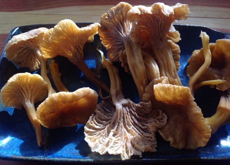 freshly foraged winter chanterelles on a blue plate