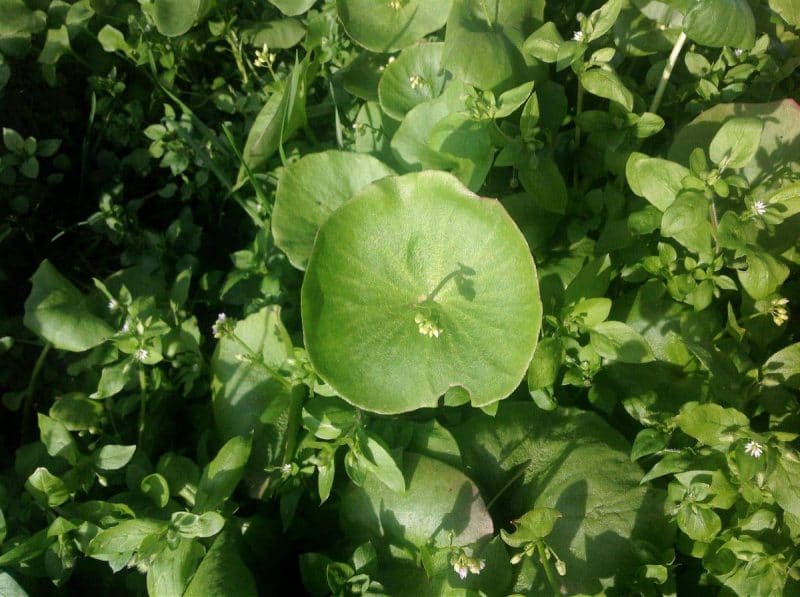 miner's lettuce