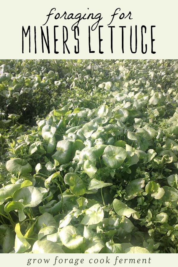 An image of miner's lettuce, a wild weed you can forage.