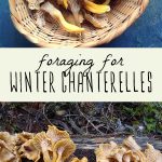 A basket of foraged yellowfoot chanterelle mushrooms, and winter chanterelles growing on a log in the woods.