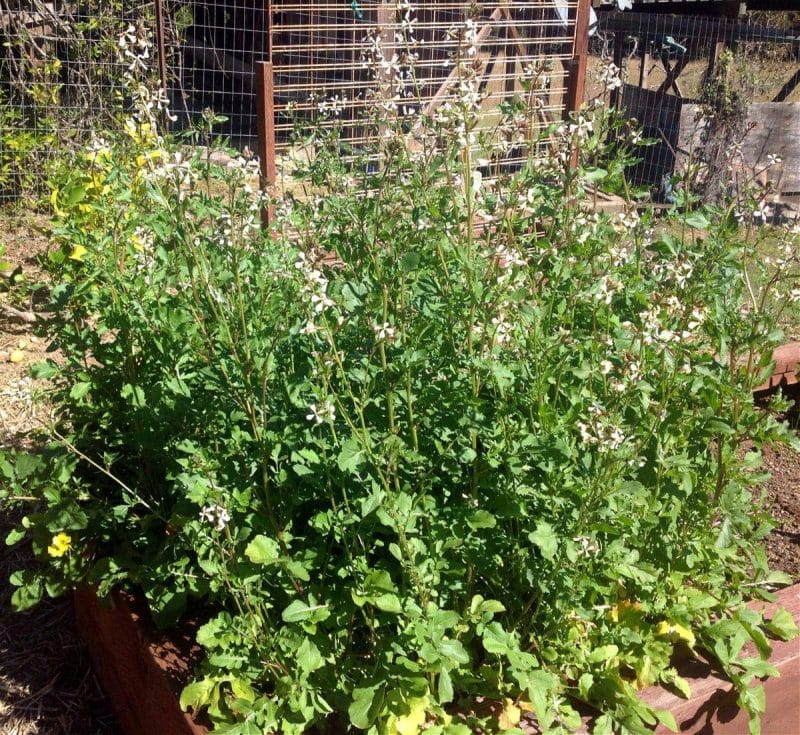 arugula flowering