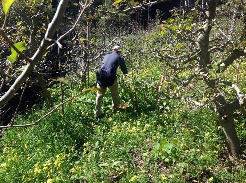 collecting comfrey