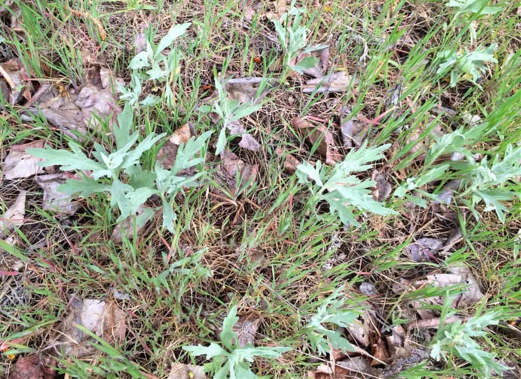 baby mugwort