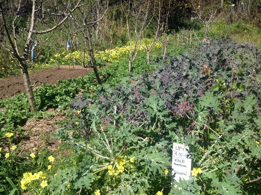 forest garden