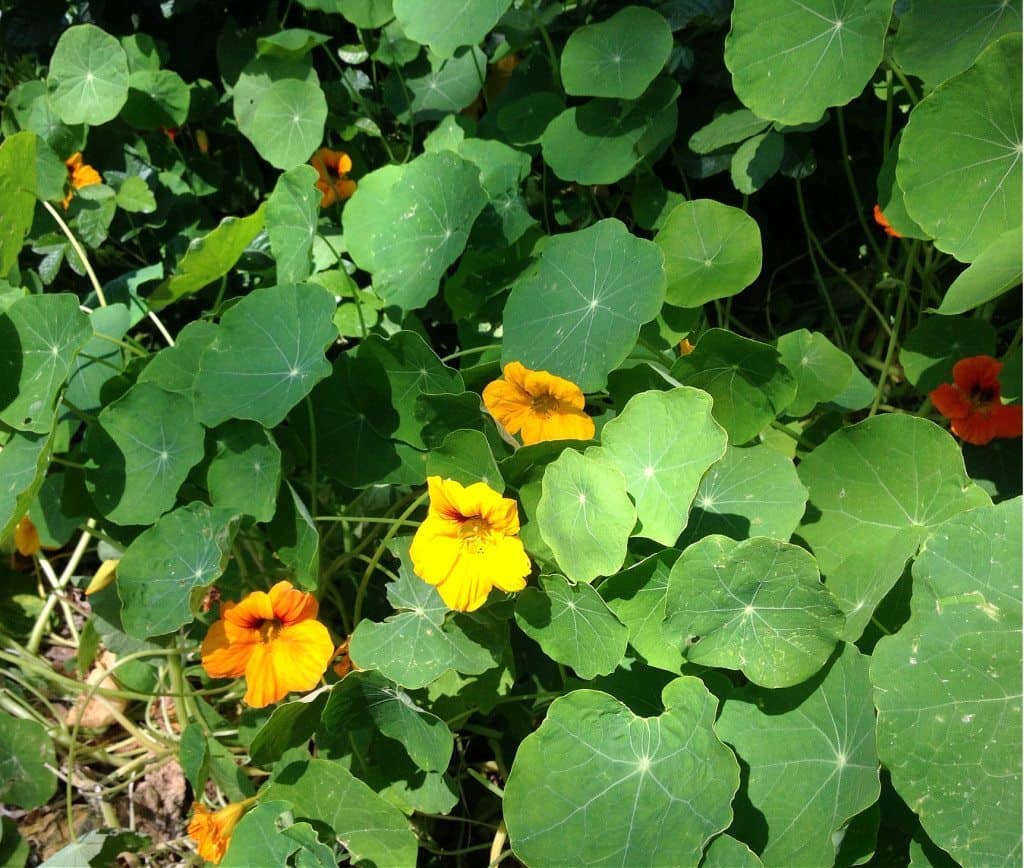 nasturtium in bloom