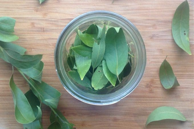 foraging for bay leaves