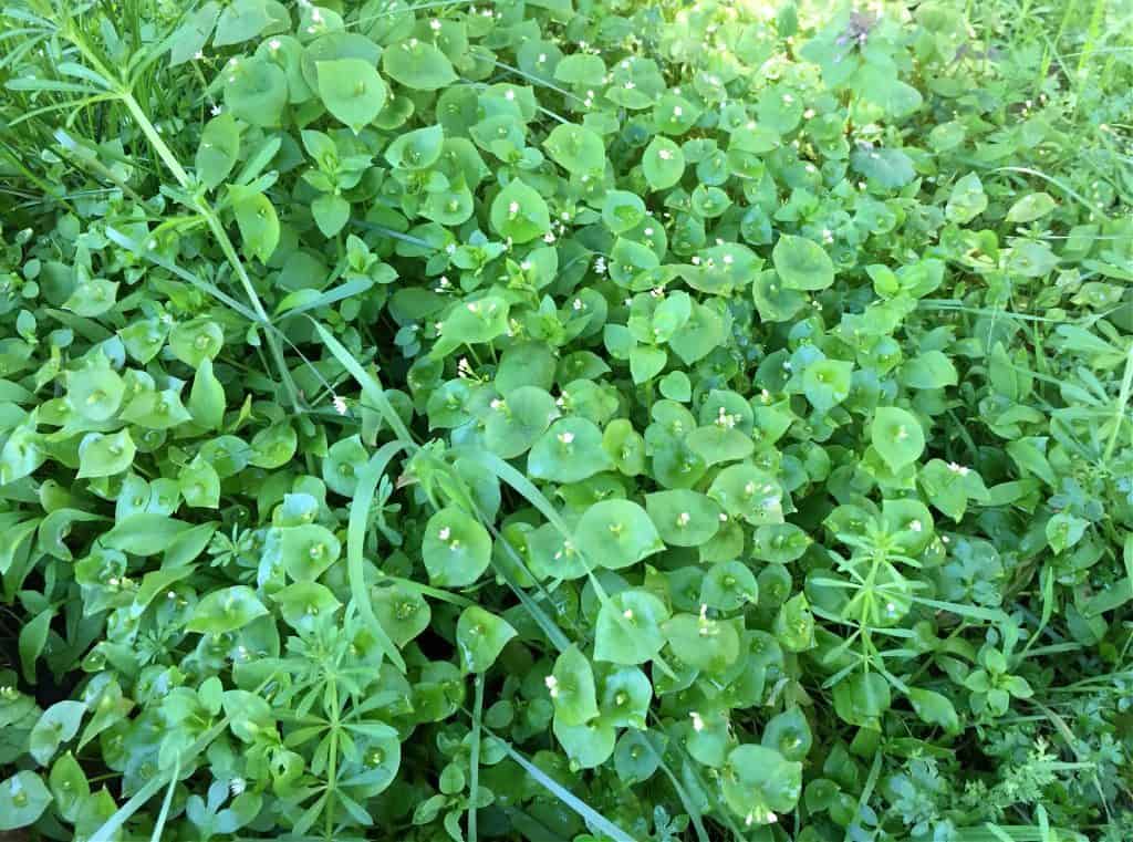 miners lettuce