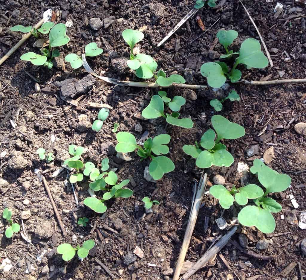 radish seedlings