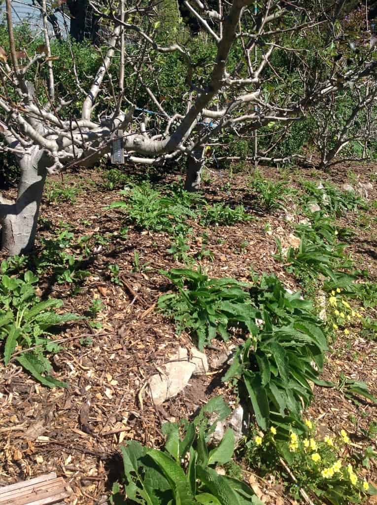 food forest