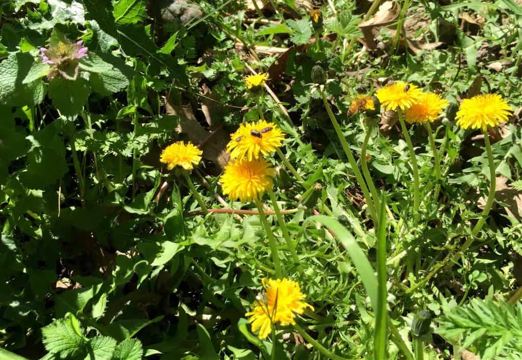 dandelions and bees