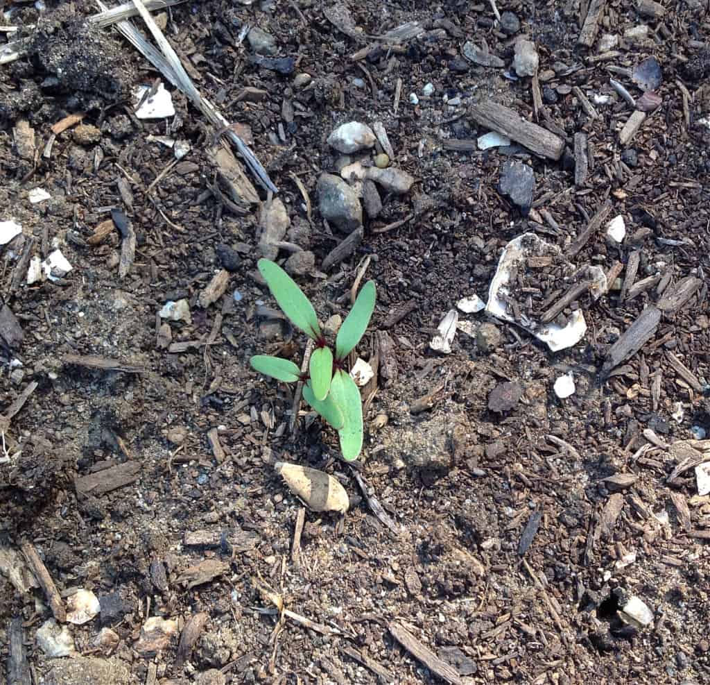 beet sprouts