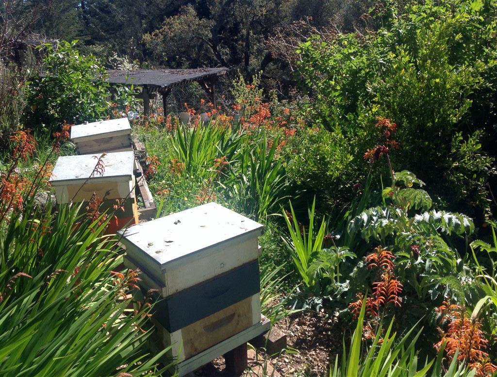 food forest