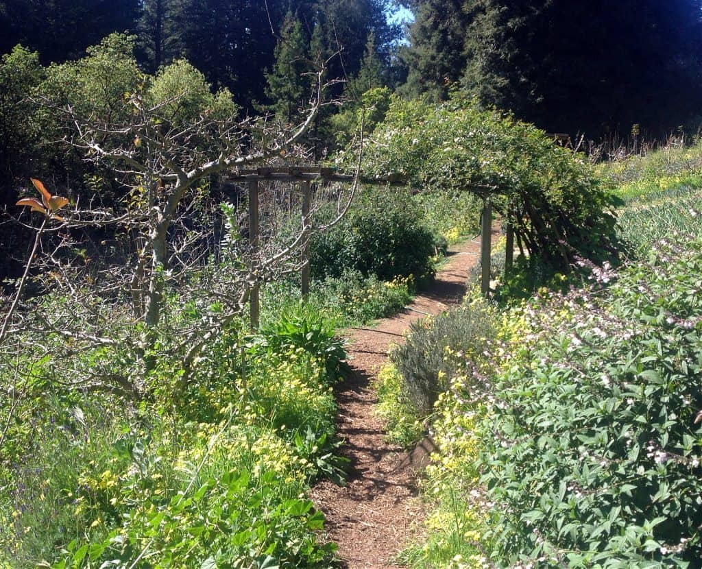 forest garden