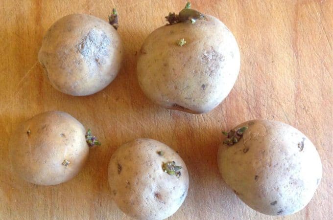 sprouted potatoes