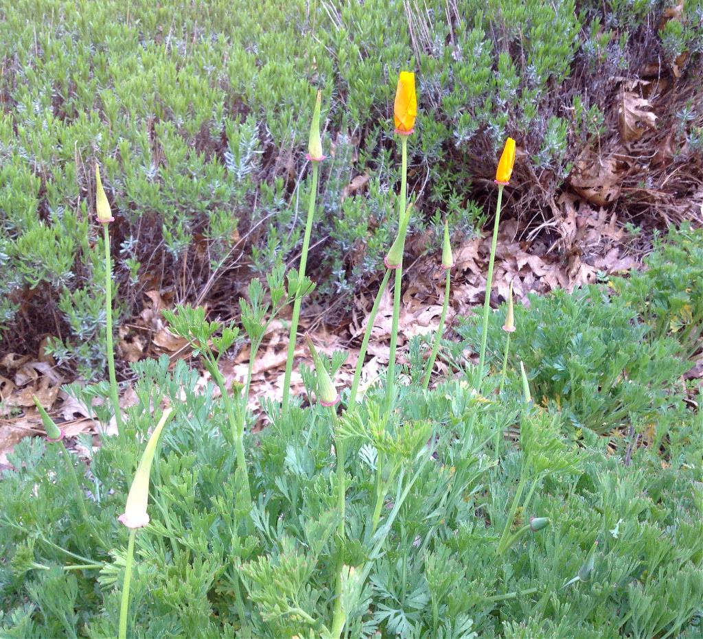 california poppy