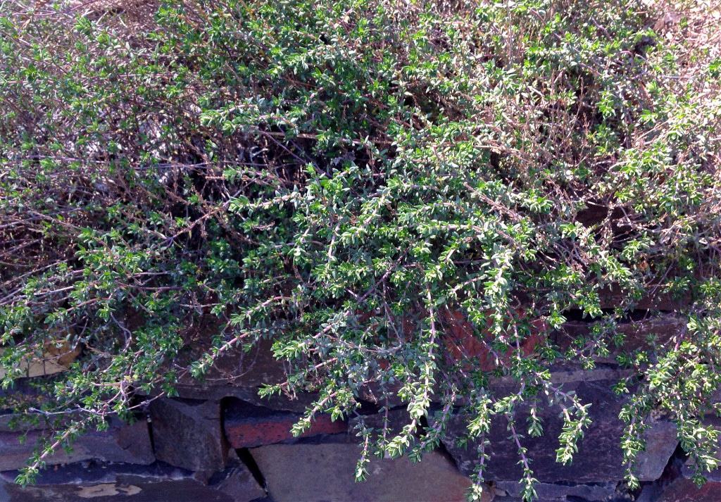 thyme