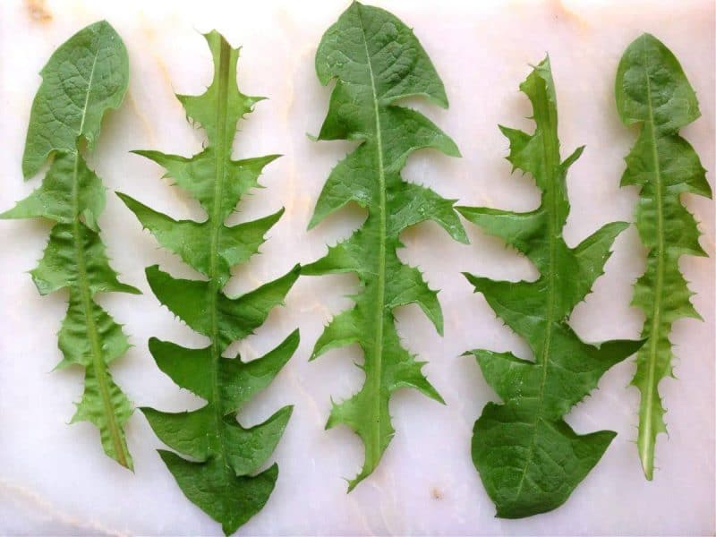 dandelion greens