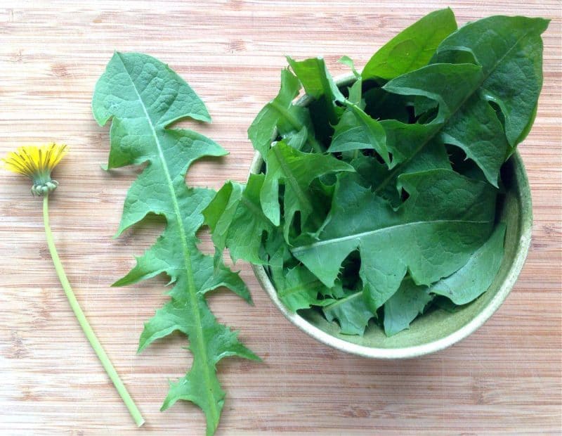 dandelion flower and greens