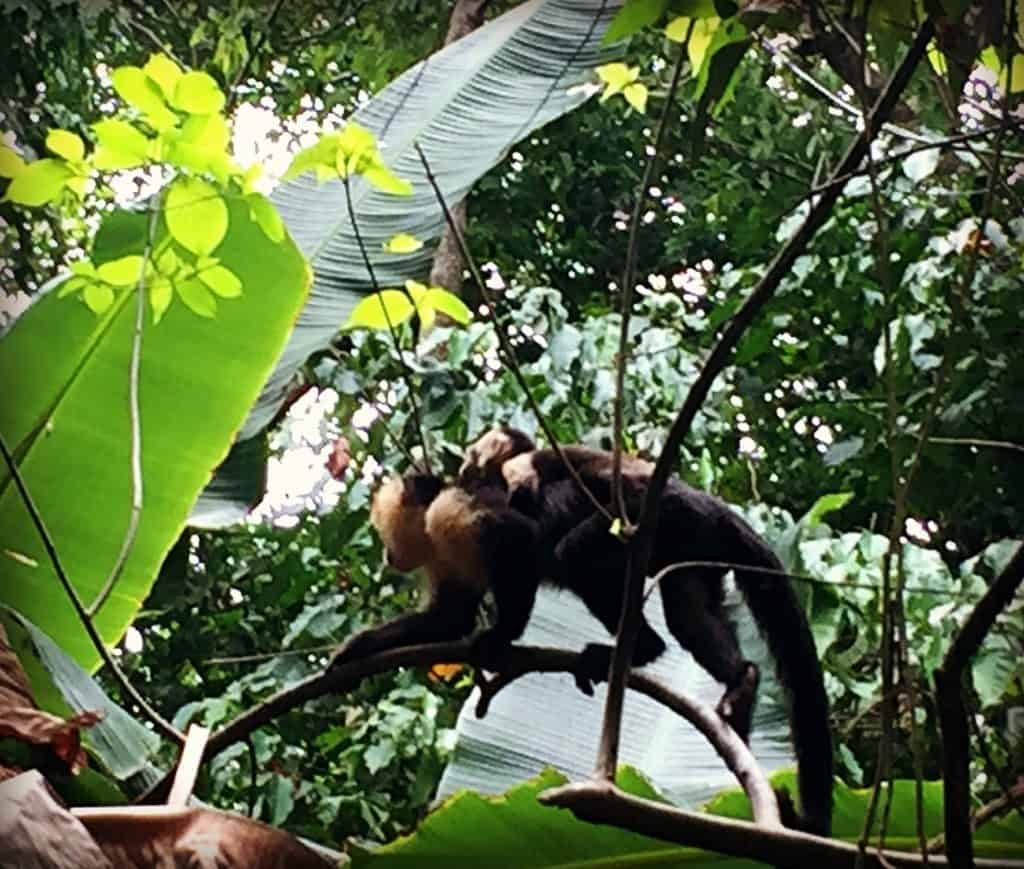 white faced monkeys