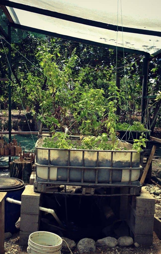 aquaponics