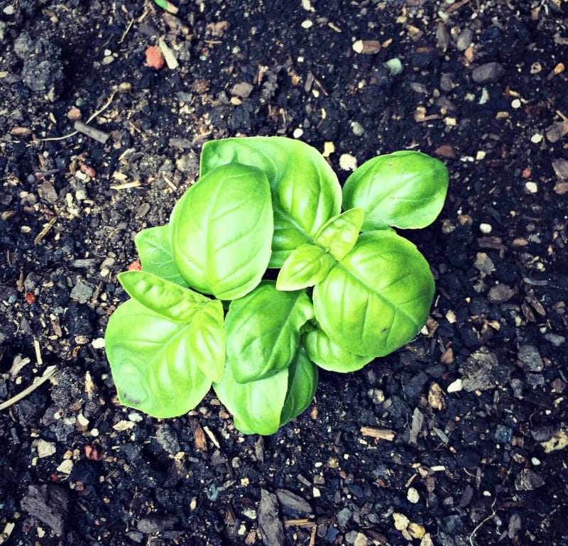 a baby basil plant growing in soil