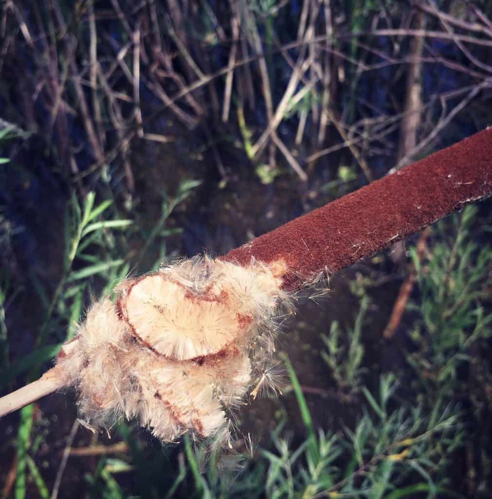 cattail fuzz