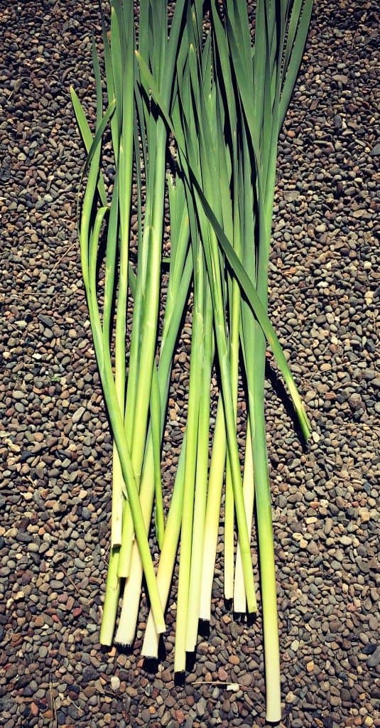 cattails after picking