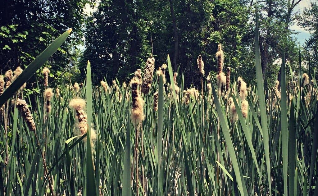 cattails