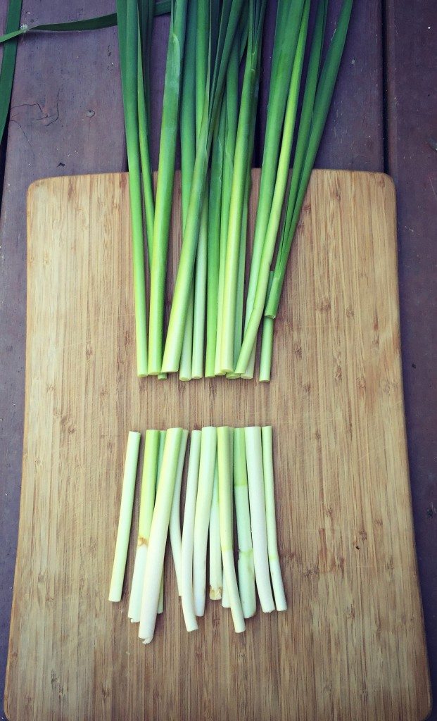 cut off cattail shoots