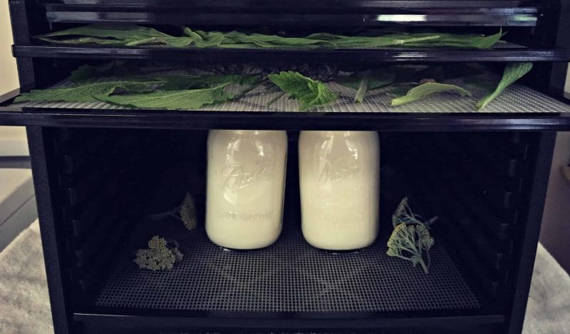 drying herbs in a dehydrator with jars of yogurt