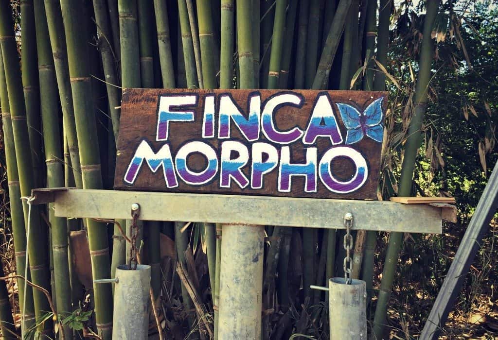 finca morpho