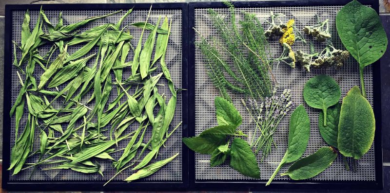 fresh herbs on a drying screen for salve making