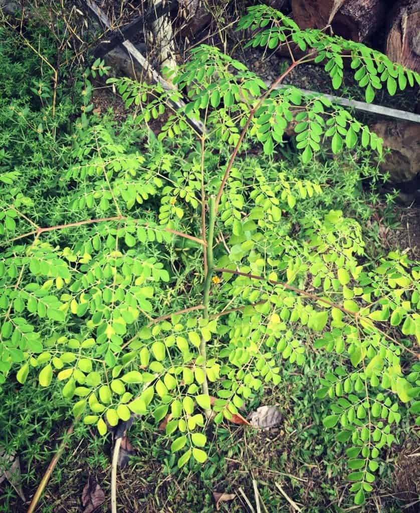 moringa