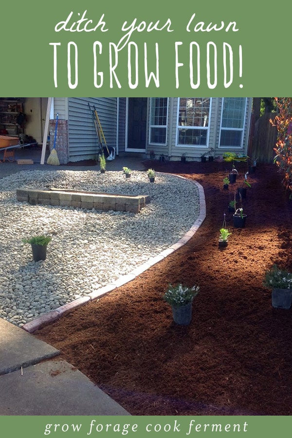A permaculture lawn with gravel, edible plants, and potted plants.