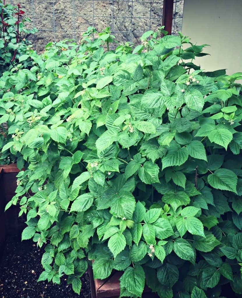 raspberry plant