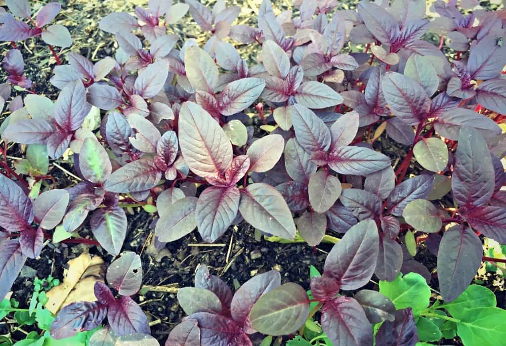 amaranth seedlings