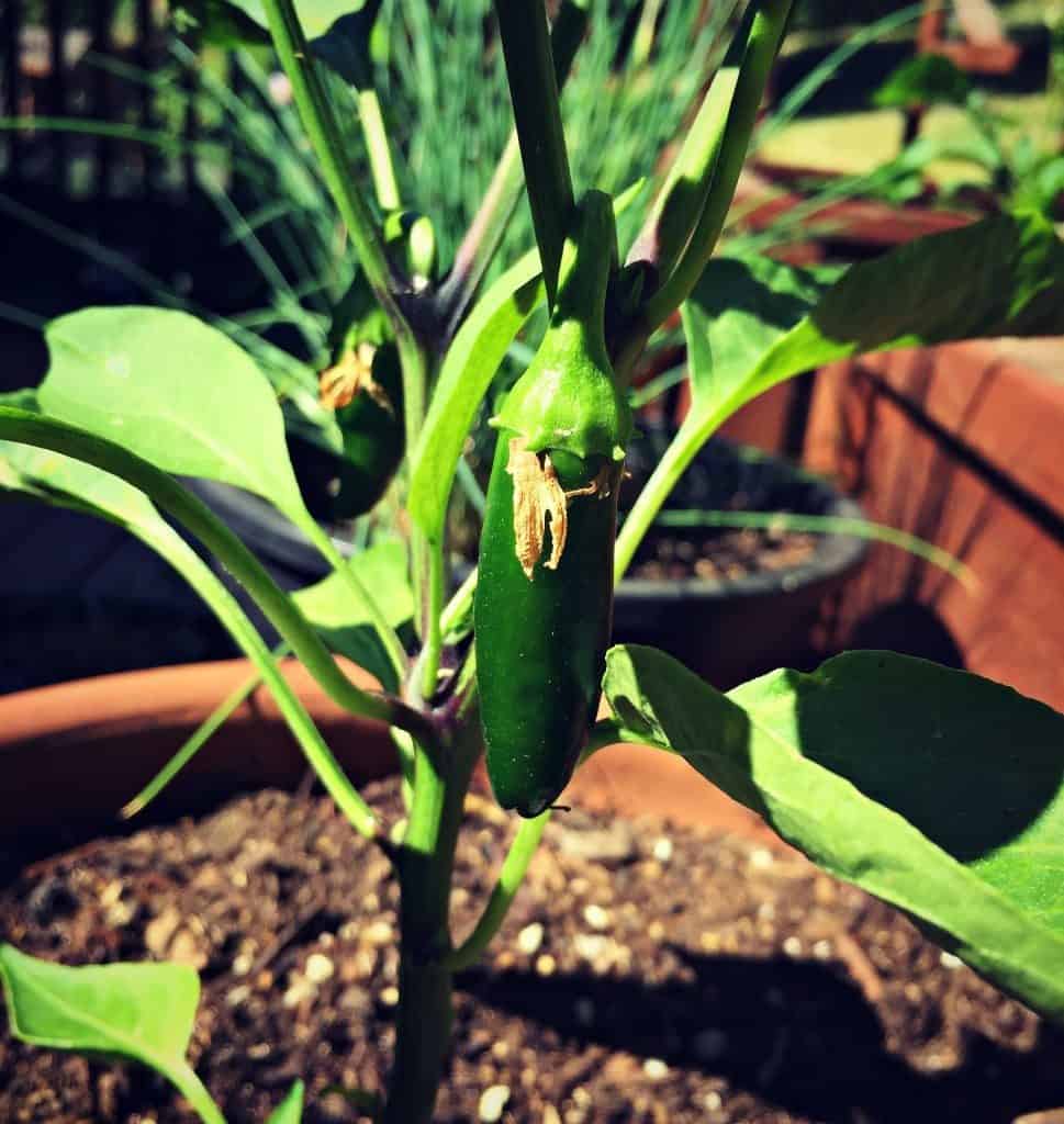 baby jalapeno