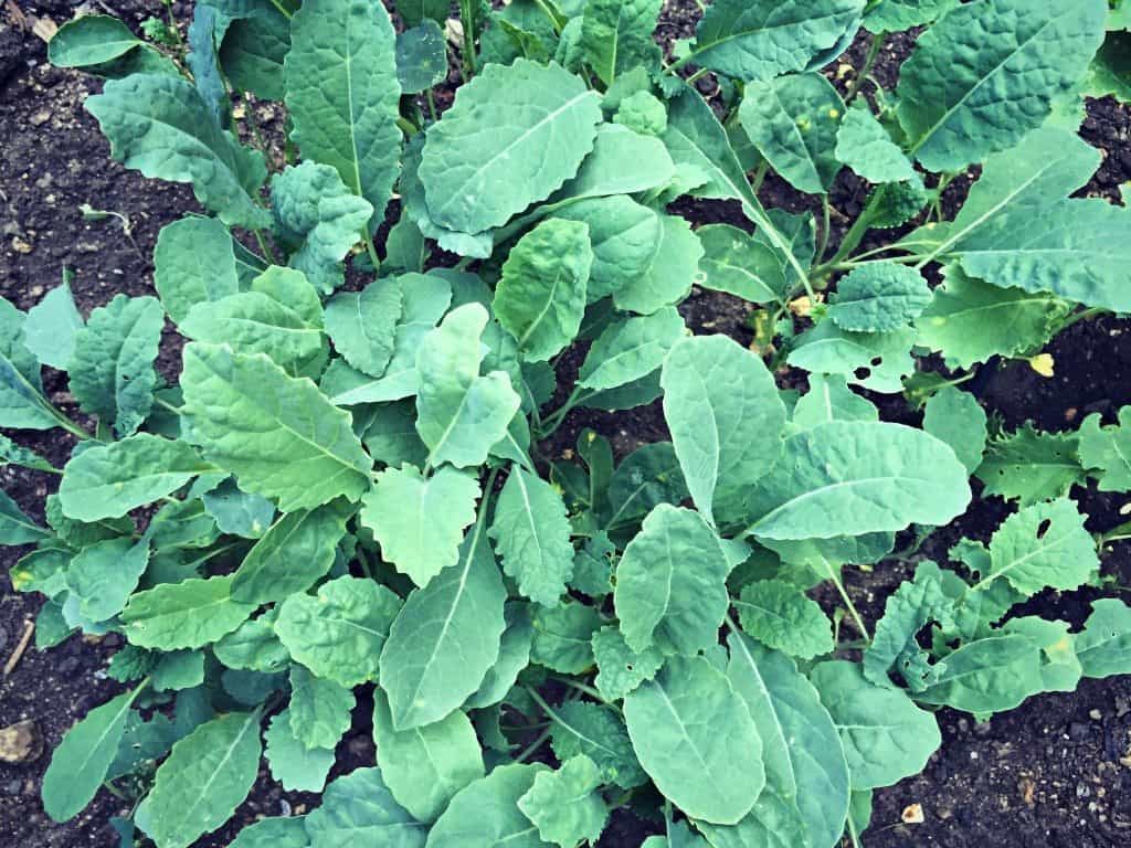 baby kale