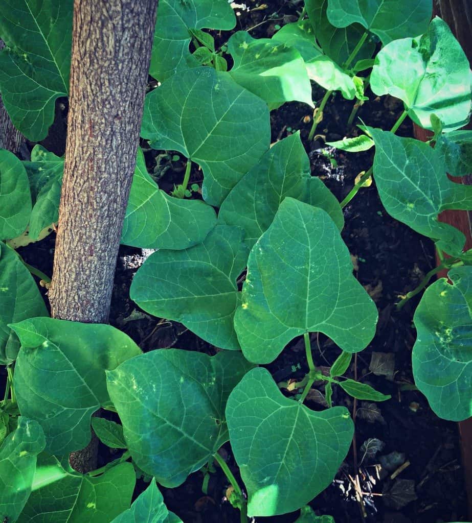 beans growing