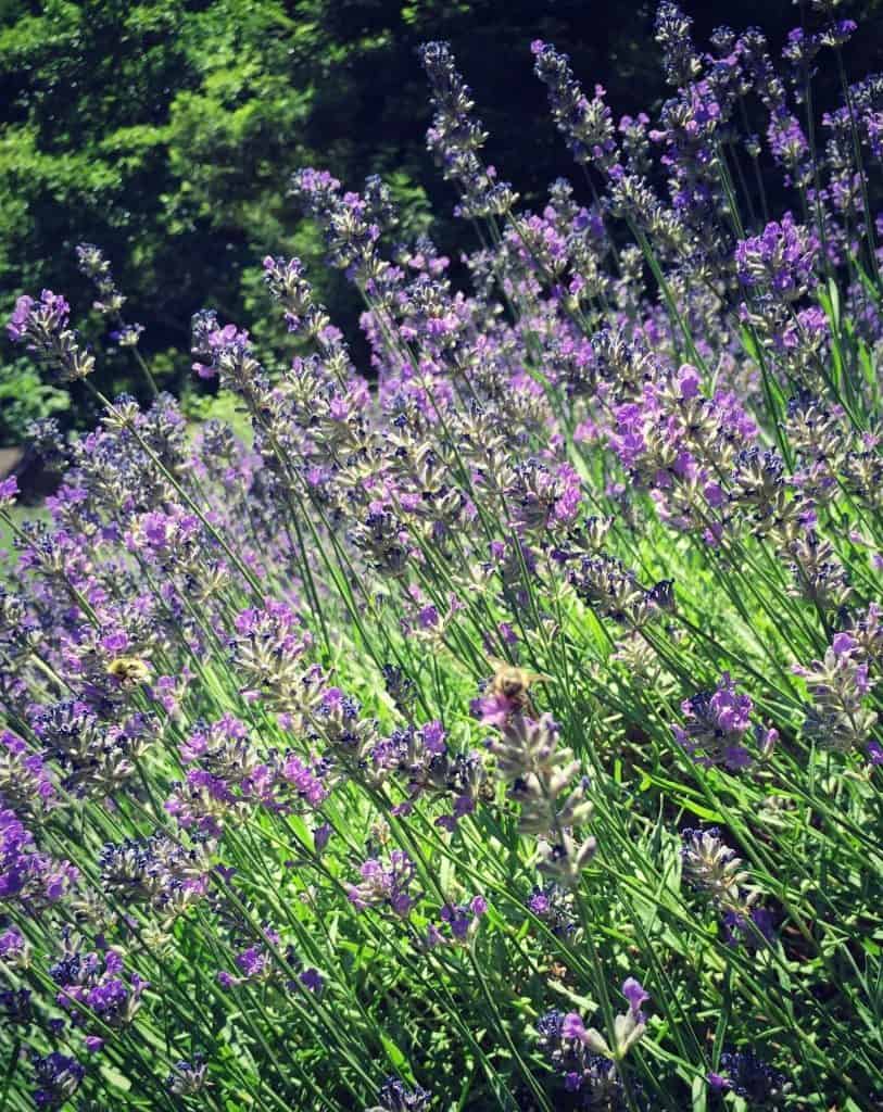 bees on lavender