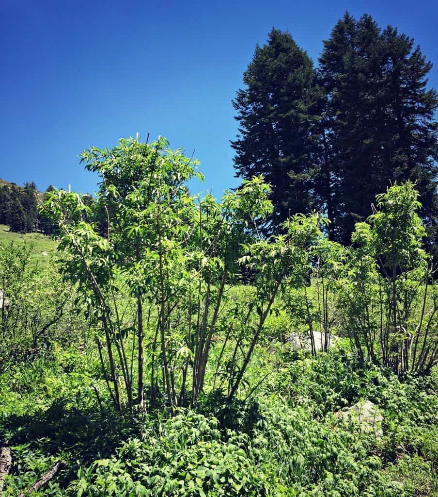 elderberry trees