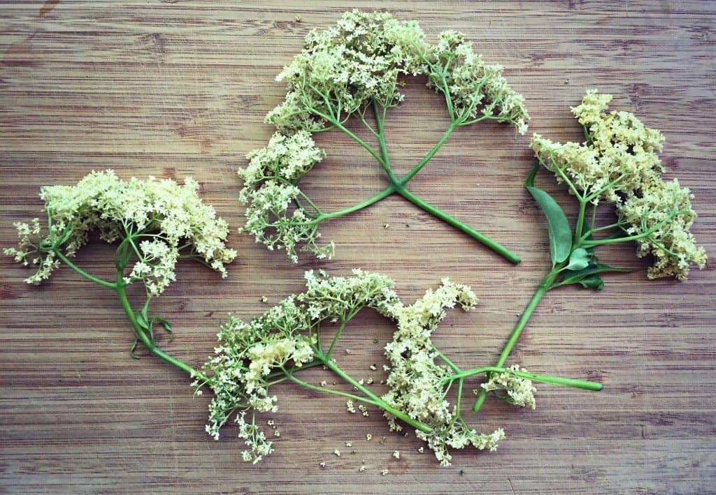 elderflowers