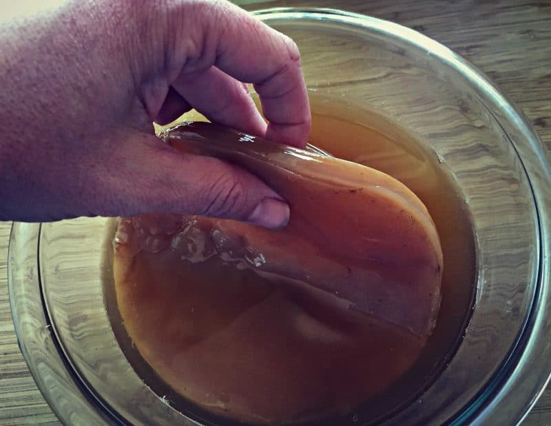 kombucha scoby