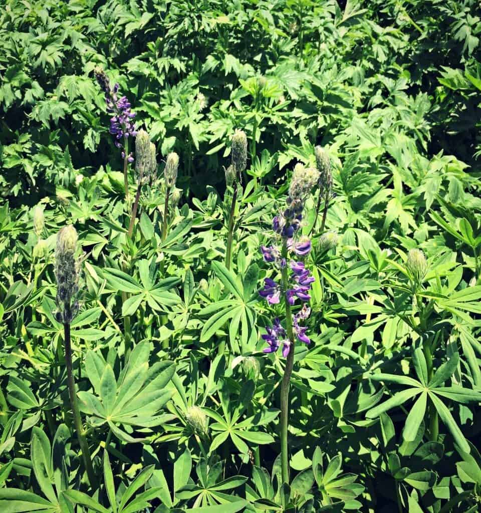 lupine buds