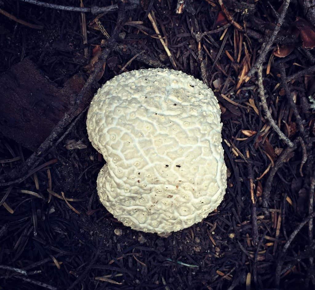 puffball mushroom