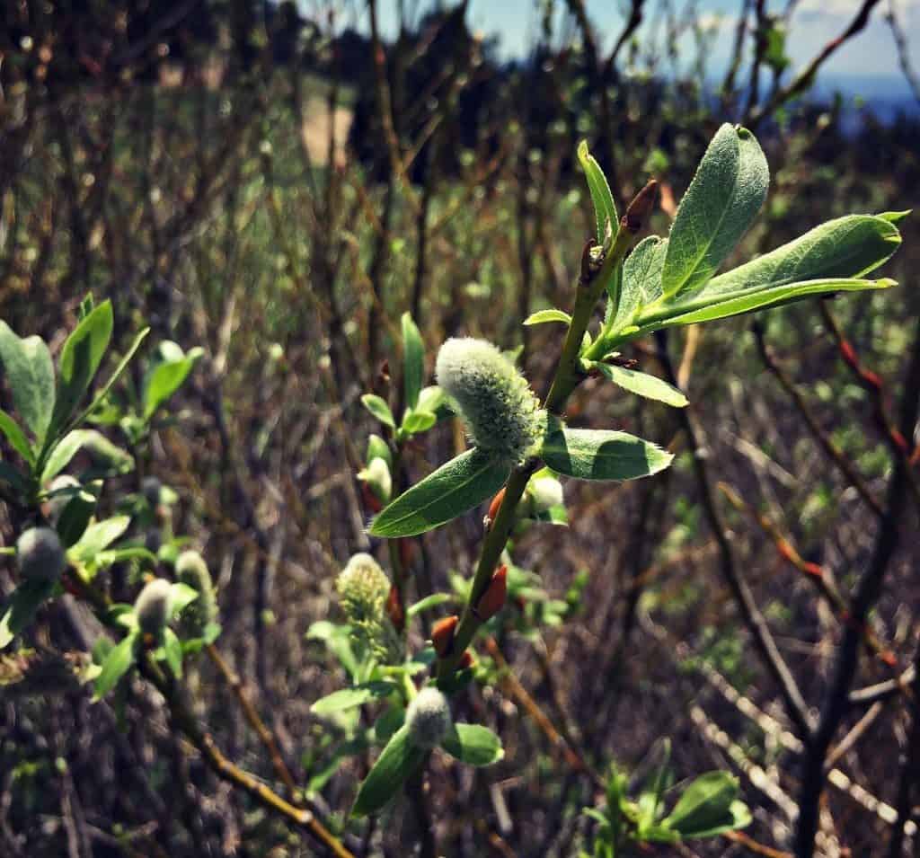 pussy willow