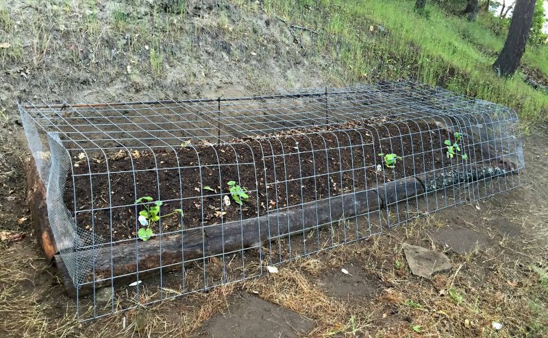 permaculture swale bed